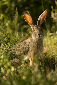 hare